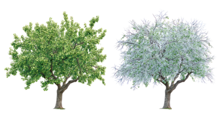 Two same ash trees side by side one representing summer with green leaves on transparent background