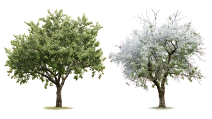 Two same ash trees side by side one representing summer with green leaves on transparent background