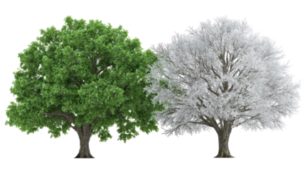 Two same ash trees side by side one representing summer with green leaves on transparent background