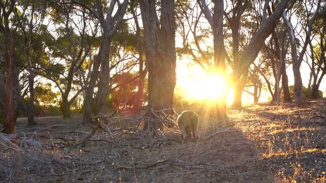 Young Kangaroo Eating Dry Grass and Jumping Away in Melaleuca Forest at Sunset with Golden Backlight