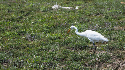 Obraz premium Elegant Egrets in Pui O Wetland Habitat Oct 25 2025