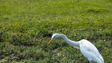 Elegant Egrets in Pui O Wetland Habitat Oct 25 2025