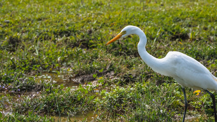 Elegant Egrets in Pui O Wetland Habitat Oct 25 2025