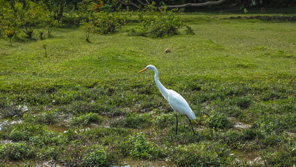 Elegant Egrets in Pui O Wetland Habitat Oct 25 2025