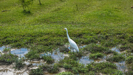 Elegant Egrets in Pui O Wetland Habitat Oct 25 2025