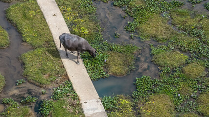 Water Buffalo Grazing Peacefully in Pui O Wetlands Oct 25 2025