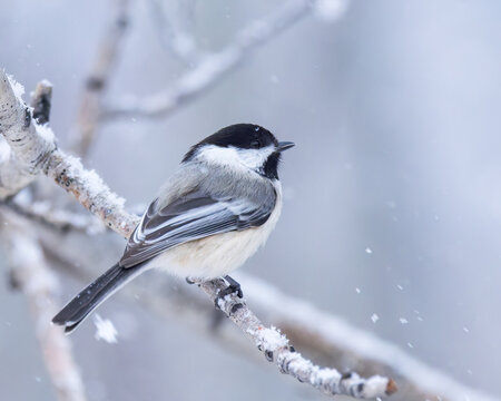 A Black-capped Chickadee stays warm under his fluffy feathers