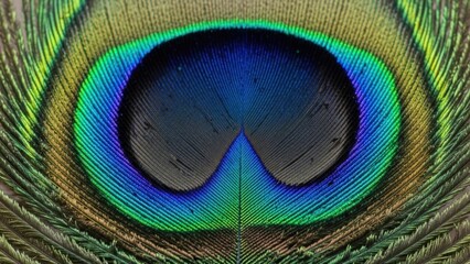 A vibrant peacock feather with intricate patterns and colors, showcasing the beauty of nature.