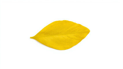 Single Yellow Leaf on White Background
