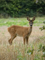 Fototapeta premium Wild Roe Deer in Meadow, European Wildlife and Nature Photography