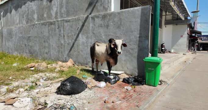 close up of a cow standing among trash bags next to a green bin in an urban street.