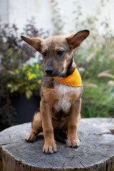 portrait of a small dog