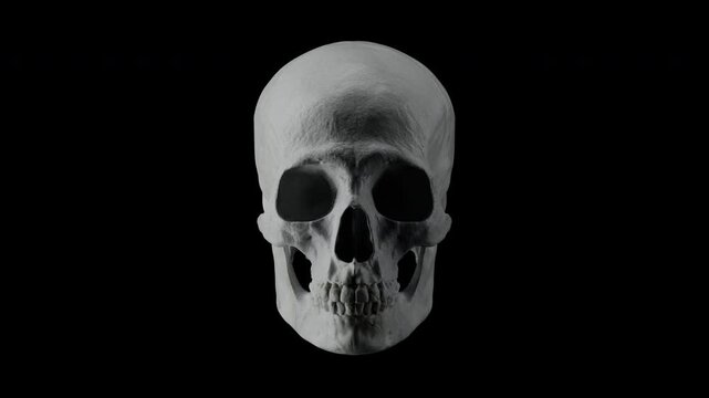 Realistic natural white bone human skull nodding head Yes gesture, seamless loop of agreement or acceptance concept 3D animation.