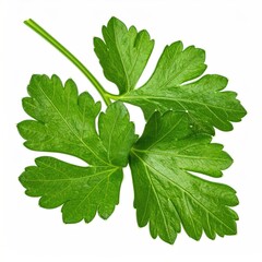 Close-up of vibrant green parsley sprig isolated on a white background