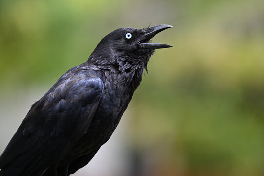 Close up of an Australian little raven, corvus mellori, with its beak open, saliva running between the top and bottom parts of its bill