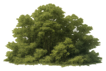 Lush green foliage growing on a tree with an isolated transparent background, conveying nature and environment