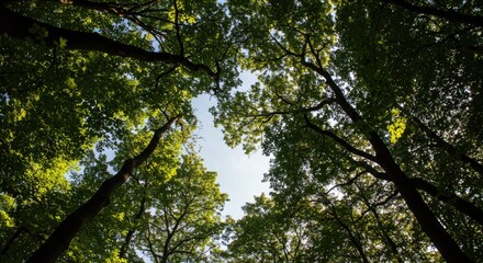 Obraz premium Lush green forest canopy viewed from below