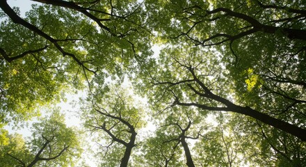 Lush green tree canopy viewed from below. Sunlight filters through the leaves