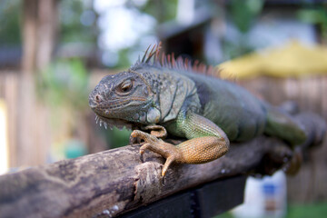 Obraz premium iguana on a branch