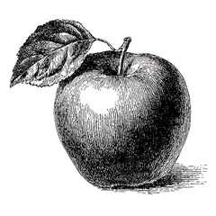 Fresh apple fruit, healthy food icon, hand drawn ink sketch, vintage botanical style.