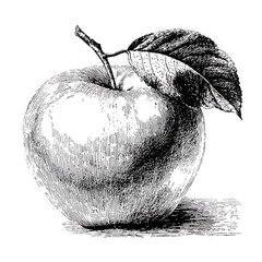 Fresh apple fruit, healthy food icon, hand drawn ink sketch, vintage botanical style.