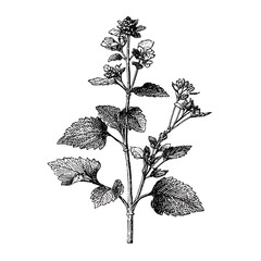 Dried herbal plant, medicinal herb, hand drawn botanical ink sketch, vintage style.