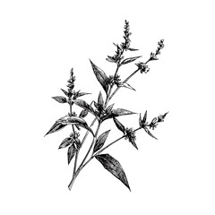 Dried herbal plant, medicinal herb, hand drawn botanical ink sketch, vintage style.