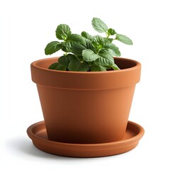 basil plant in pot