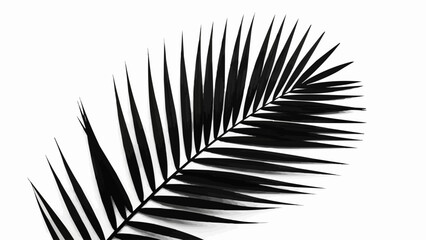 Obraz premium Black palm leaf silhouette against a white background.