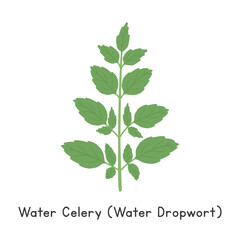 Water Celery (Water Dropwort) Flat Cartoon Vector Illustration Isolated on White Background