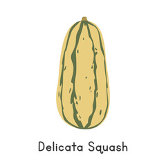 Delicata Squash Flat Cartoon Vector Illustration Isolated on White Background