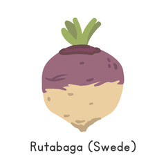 Rutabaga (Swede) Vector Illustration. Rutabaga or Swede Cartoon Clipart, Vegetable in Flat Style. Also called Brassica napus Napobrassica Group. Root Vegetable Concept. Common Vegetable Vector Design