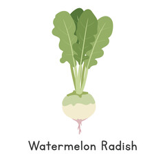 Watermelon Radish Vector Illustration. Watermelon Radish or Raphanus sativus Cartoon Clipart, Vegetable in Flat Style. Also called Shinrimei, Red Meat, Rose Heart, or Misato. Root Vegetable Concept