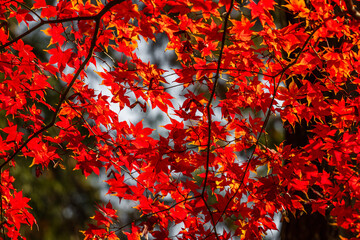 Brilliant red and fiery orange Japanese maple leaves, bathed in warm sunlight, create a stunning autumnal tapestry. This close-up view perfectly captures the vibrant hues and delicate textures of the