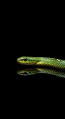 Fototapeta premium Vibrant green reptile displays striking coloration against deep, dark background