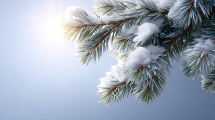 Obraz premium Beautiful snowy pine branch with sparkling frost under soft sunlight, winter wonderland, serene landscape, nature's fine details, calm backdrop for holidays
