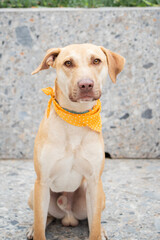 golden retriever dog