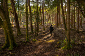 A person is walking through a forest with trees and moss. The sunlight is shining through the trees, creating a peaceful and serene atmosphere