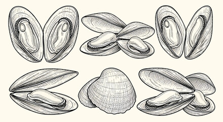 Detailed Monochrome Illustration of Assorted Mussels and Clams - Seafood Culinary Line Art © Vector Stock 4 U