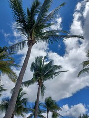 Palm Trees Against Tropical Blue Sky