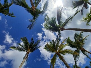 Palm Trees Against Tropical Blue Sky