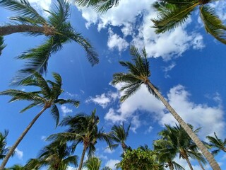 Palm Trees Against Tropical Blue Sky