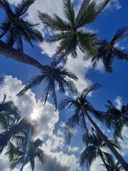Palm Trees Against Tropical Blue Sky