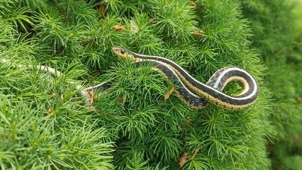 Wild Garter Snake Resting On Shrub