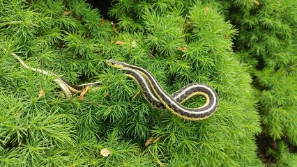 Wild Garter Snake Resting On Shrub