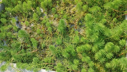 Montreal botanical garden generic view