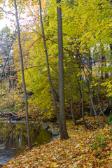 Golden autumn leaves cover the banks of a flowing stream