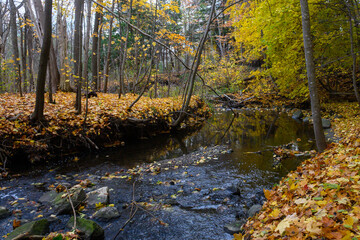 Golden autumn leaves cover the banks of a flowing stream