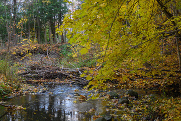 Golden autumn leaves cover the banks of a flowing stream