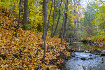 Golden autumn leaves cover the banks of a flowing stream